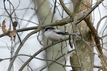 Sun, 12/16/2018 Birding report at Mie-ken Ueno Forest Park