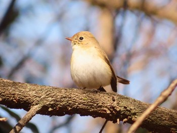 Red-breasted Flycatcher まつぶし緑の丘公園 Sun, 3/3/2024