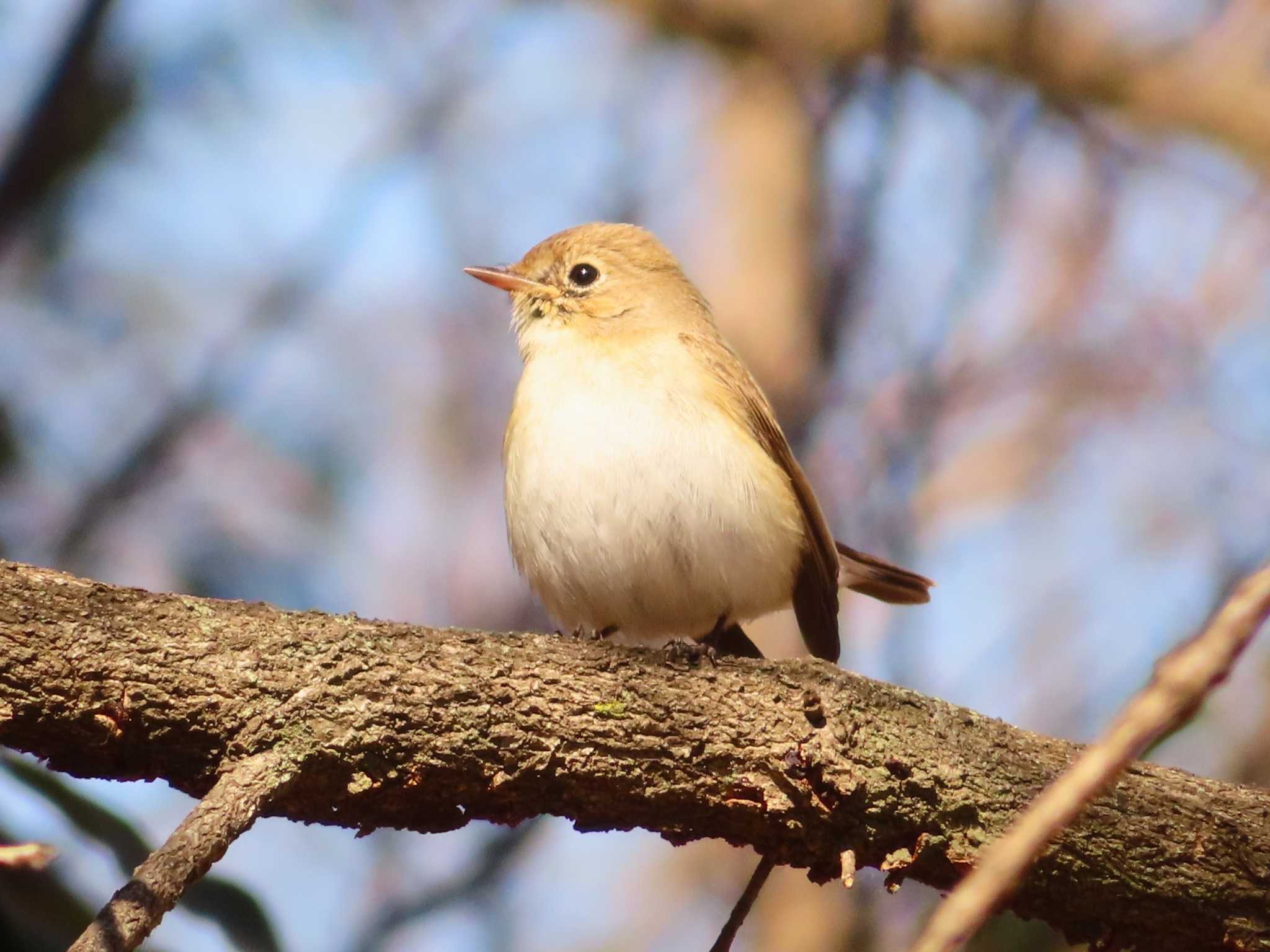 Red-breasted Flycatcher