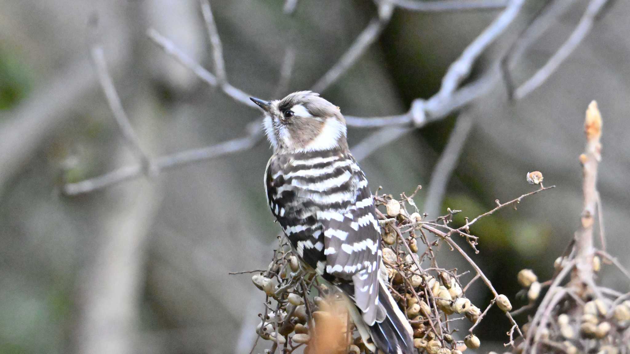 Japanese Pygmy Woodpecker