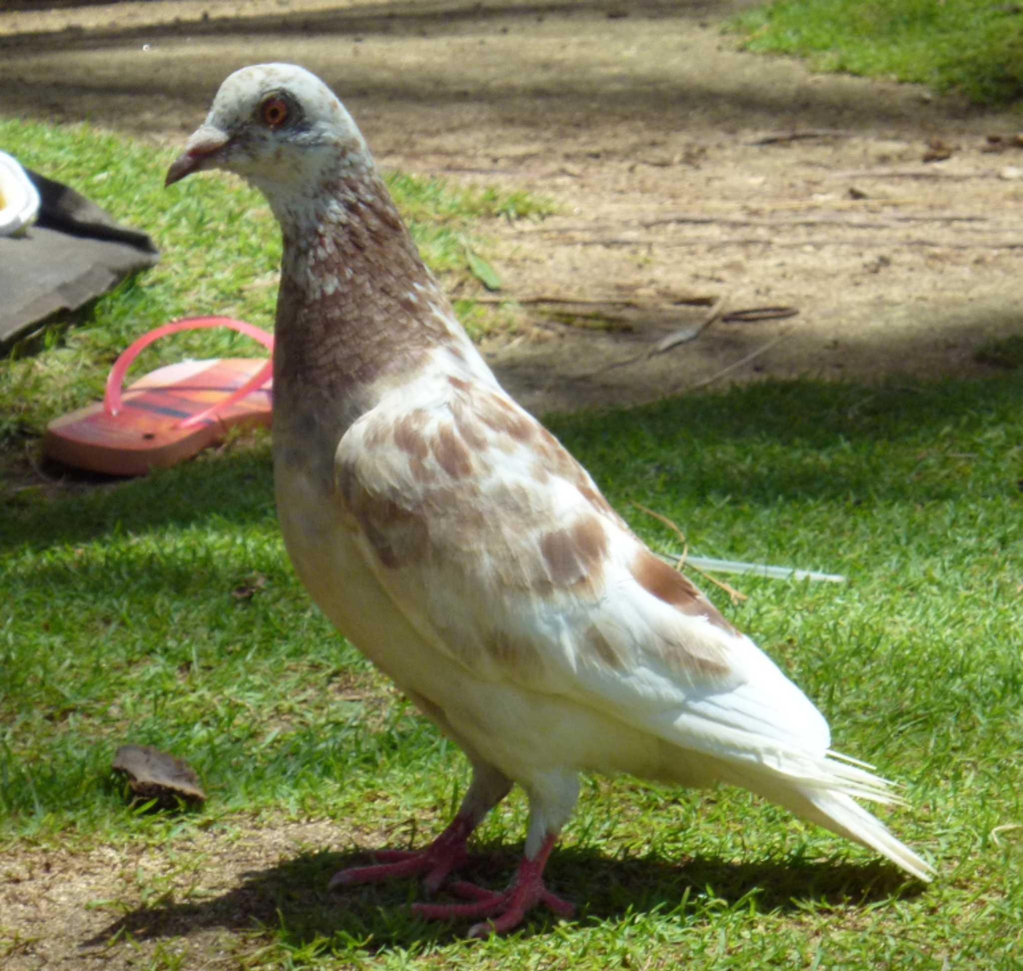 Photo of Rock Dove at ハワイ by 生き物好きのY