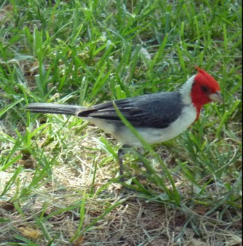 Red-crested Cardinal ハワイ Sat, 8/13/2016