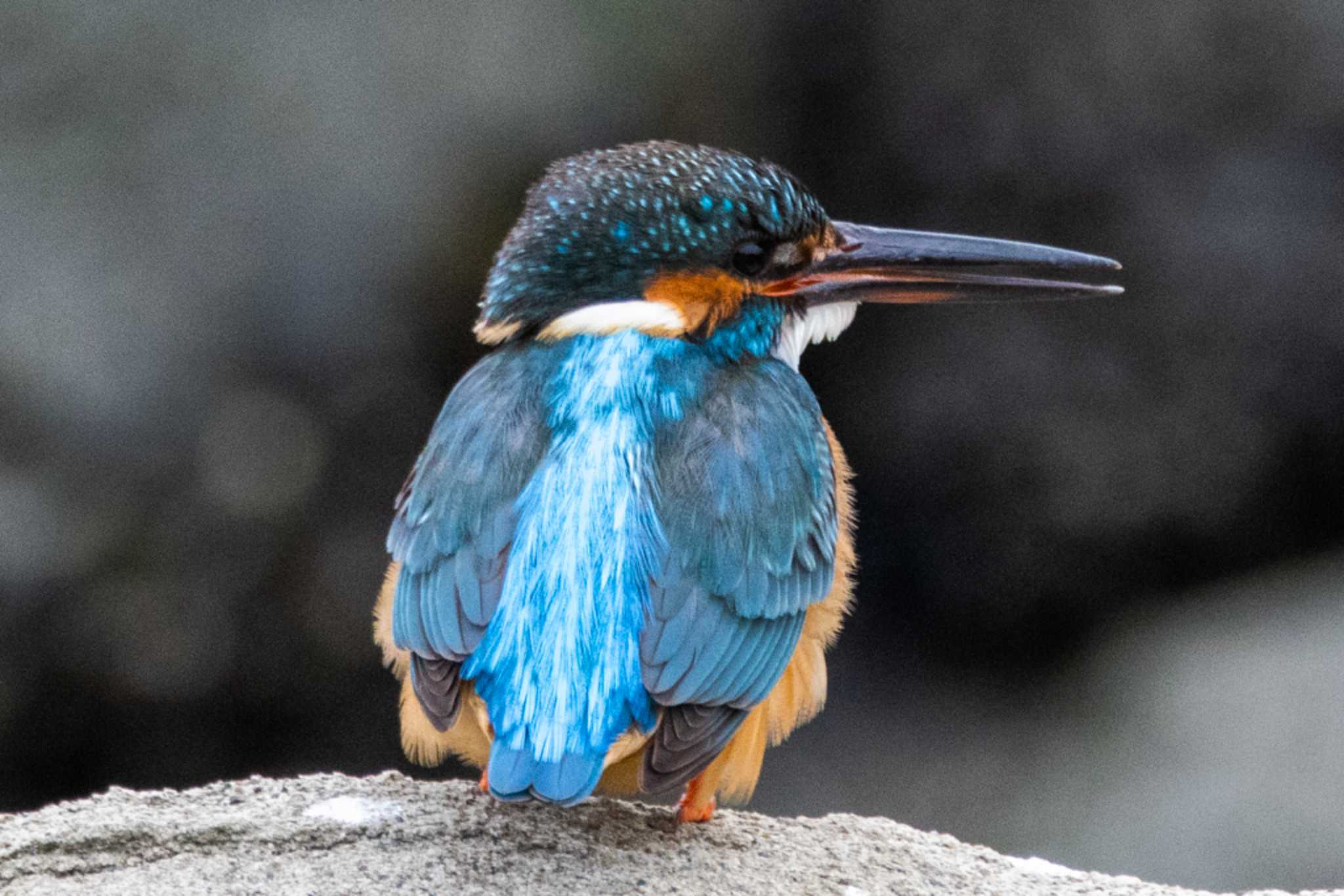 Photo of Common Kingfisher at Tokyo Port Wild Bird Park by Kudo0927