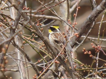 Yellow-throated Bunting 宮城県 Tue, 3/19/2024