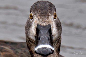 クビワキンクロ こども自然公園 (大池公園/横浜市) 2024年3月24日(日)