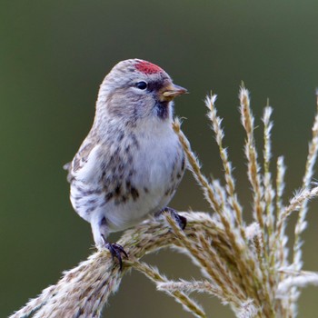 Common Redpoll Tobishima Island Sun, 10/29/2023