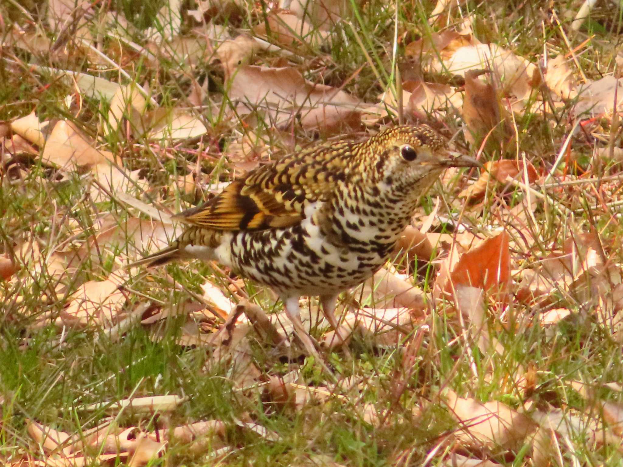 Photo of White's Thrush at Maioka Park by ゆ