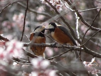 Varied Tit 小川町 Sun, 3/24/2024