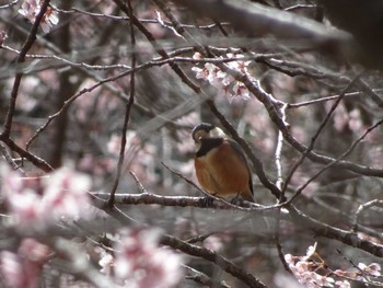 Varied Tit 小川町 Sun, 3/24/2024