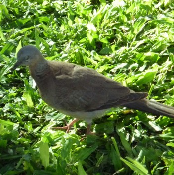 Spotted Dove ハワイ Fri, 8/12/2016