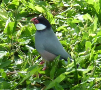 Java Sparrow ハワイ Fri, 8/12/2016