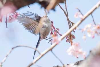 エナガ 三ツ池公園(横浜市鶴見区) 2024年3月20日(水)