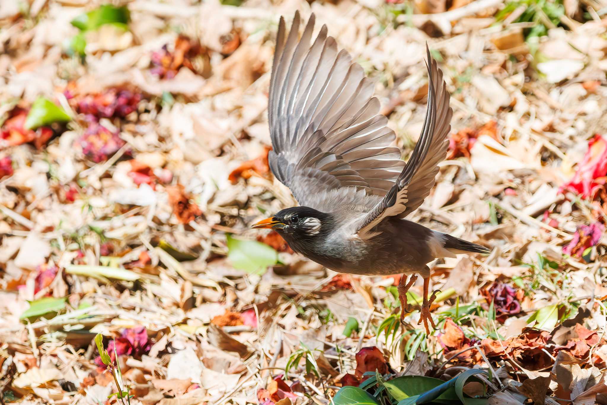 White-cheeked Starling