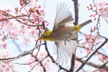 Warbling White-eye Mitsuike Park Wed, 3/20/2024