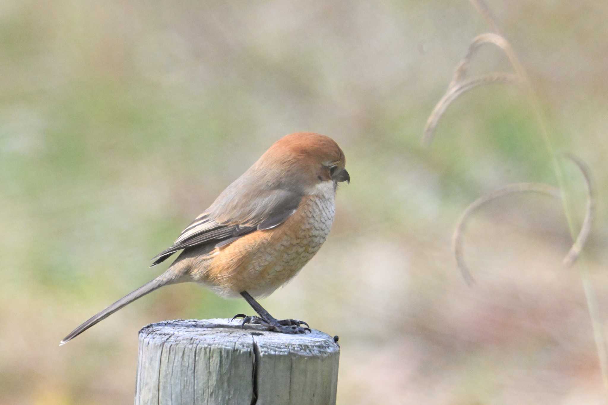 Bull-headed Shrike