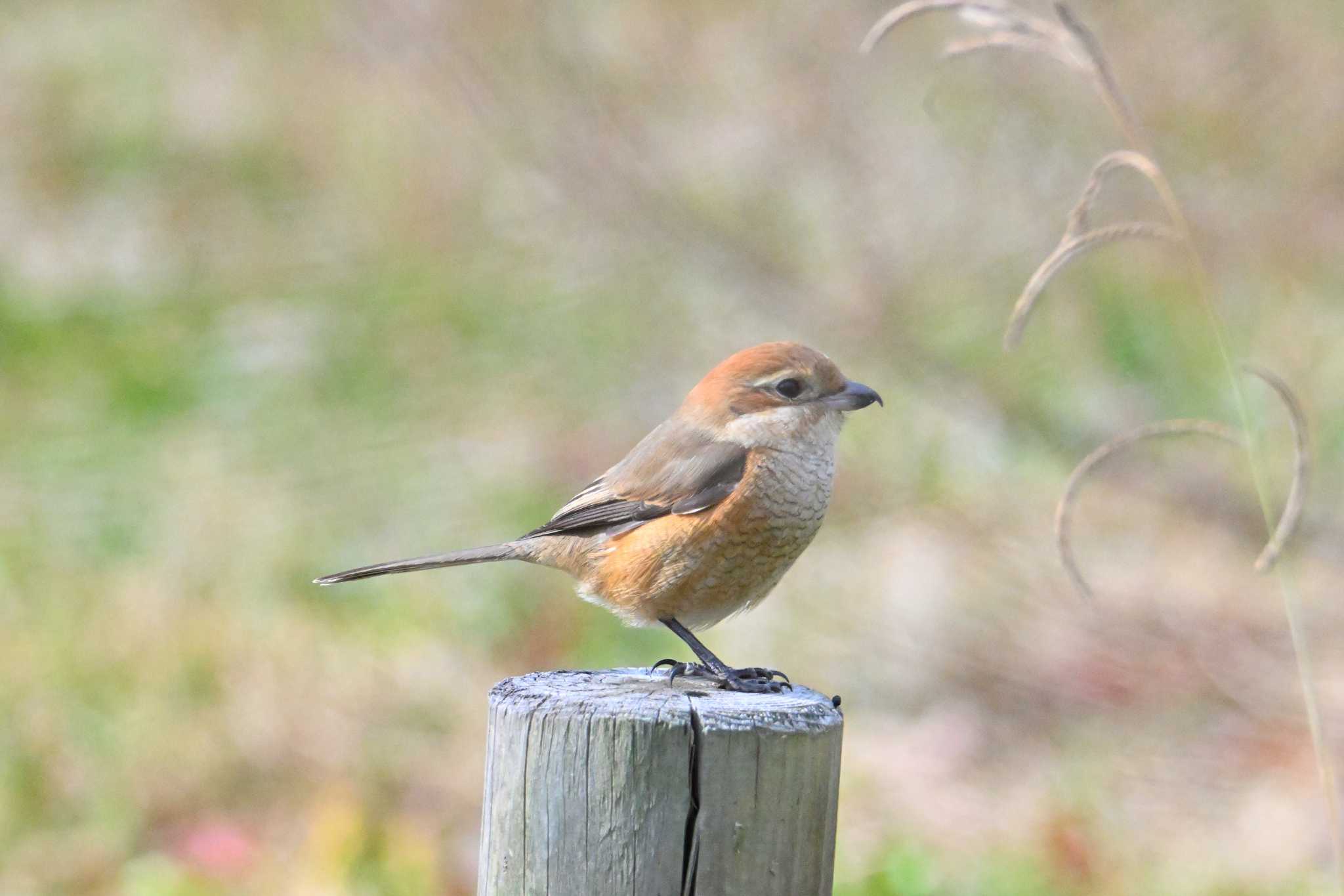 Bull-headed Shrike