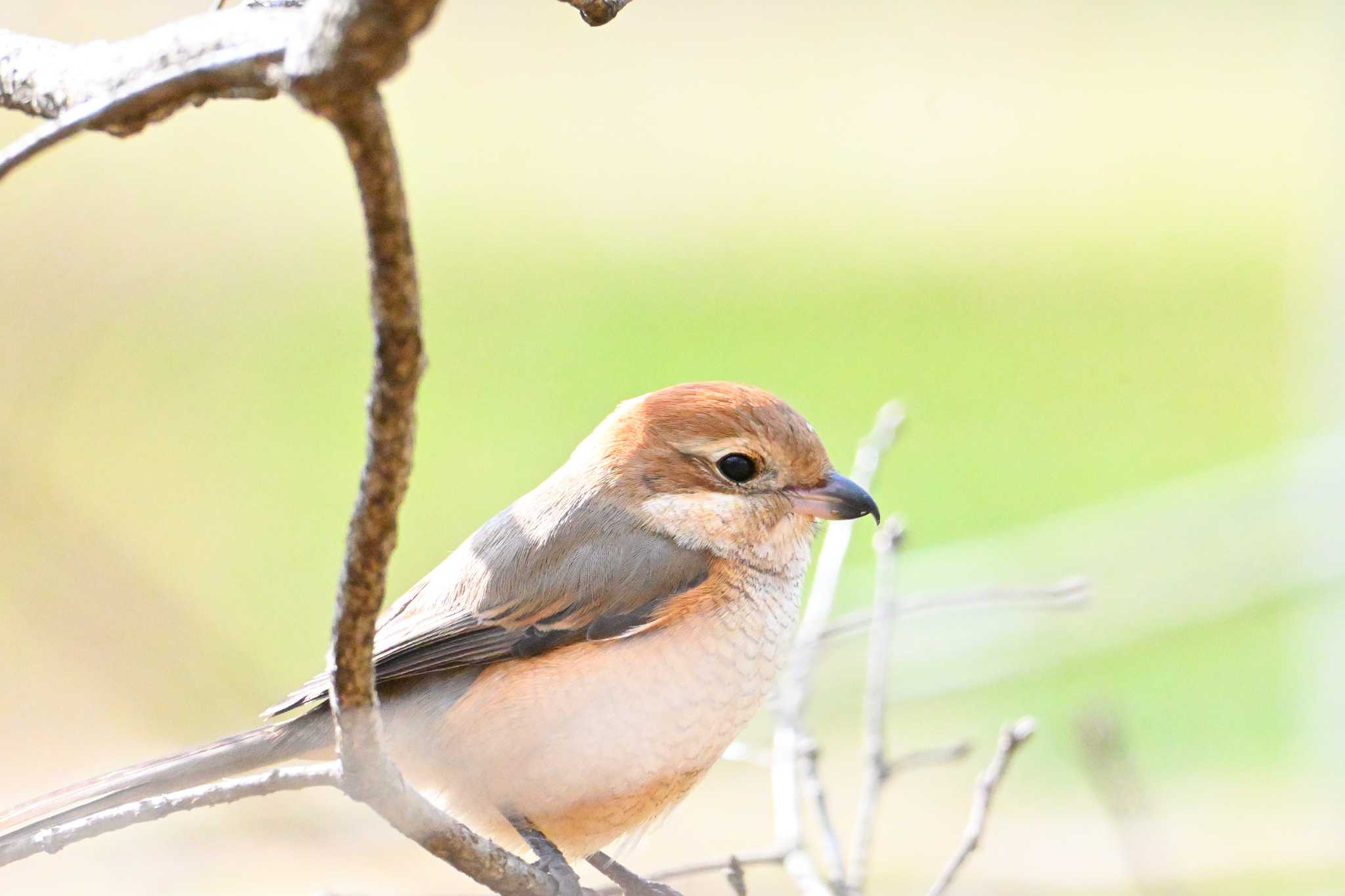 Bull-headed Shrike