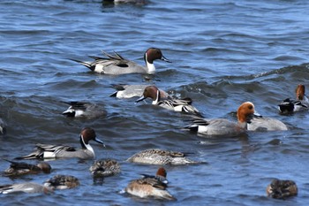 Northern Pintail 石狩東埠頭 Tue, 3/26/2024