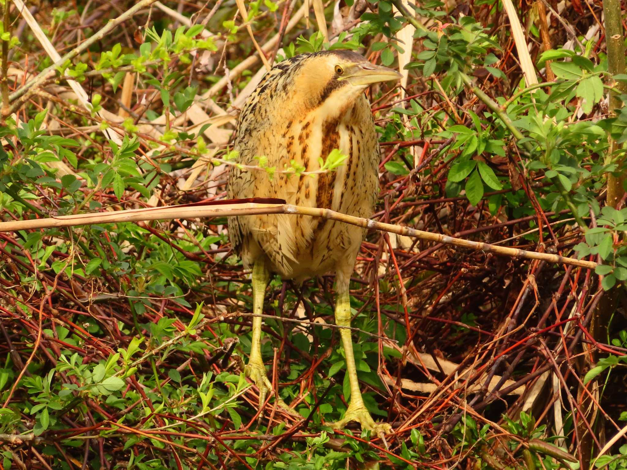 Eurasian Bittern