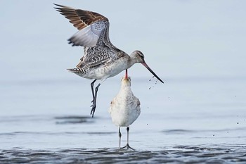 オオソリハシシギ ふなばし三番瀬海浜公園 2024年3月24日(日)