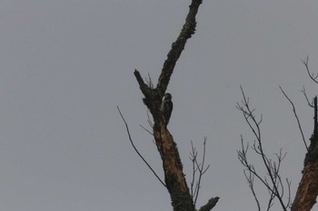 2024年3月25日(月) 一碧湖の野鳥観察記録