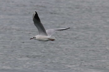 Black-headed Gull Terugasaki Beach Sun, 3/24/2024