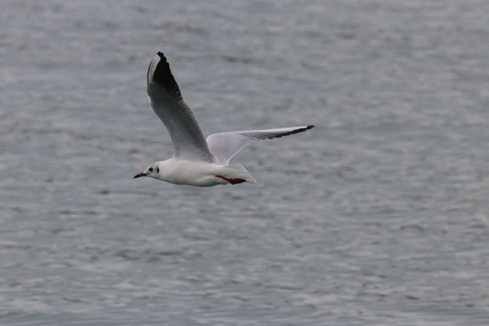 Black-headed Gull