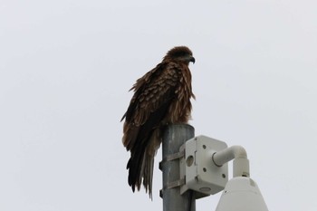 Black Kite Terugasaki Beach Sun, 3/24/2024