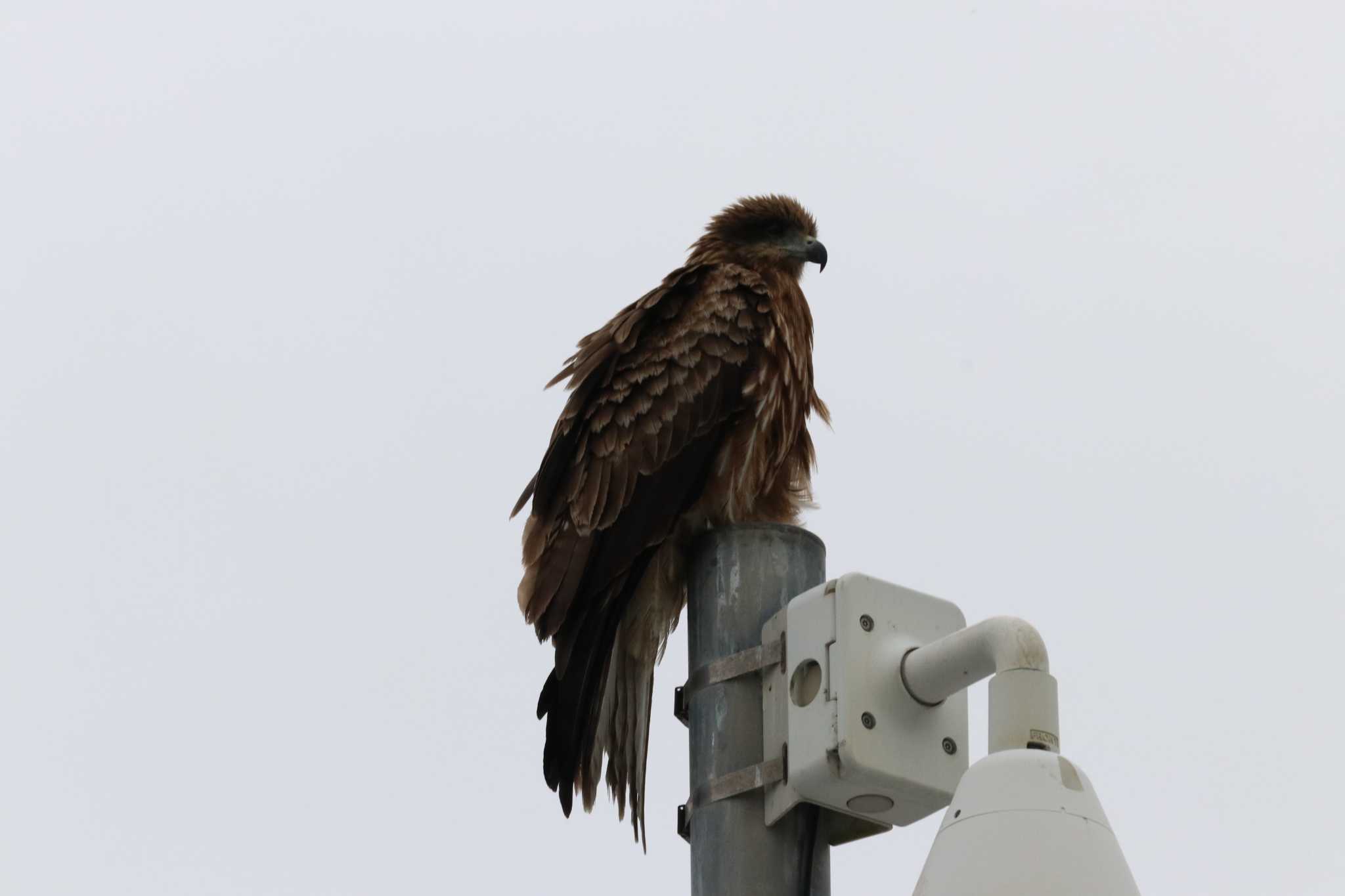 Photo of Black Kite at Terugasaki Beach by バンケン