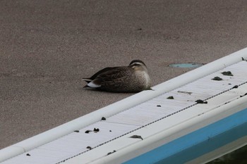 Eastern Spot-billed Duck Terugasaki Beach Sun, 3/24/2024