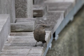 2024年3月24日(日) 熱海親水公園の野鳥観察記録