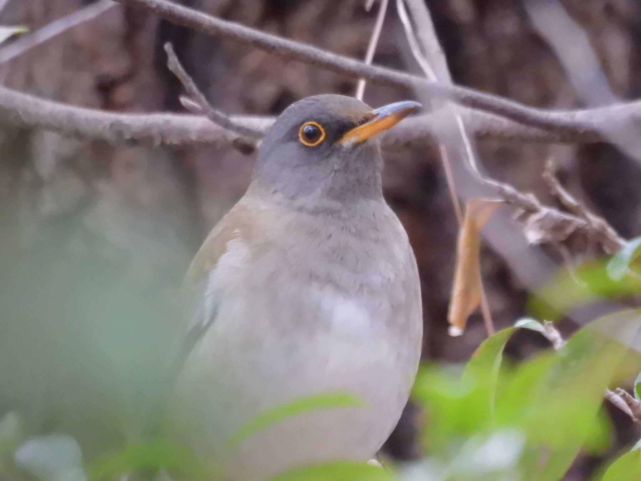 Photo of Pale Thrush at Kyoto Gyoen by ゆりかもめ