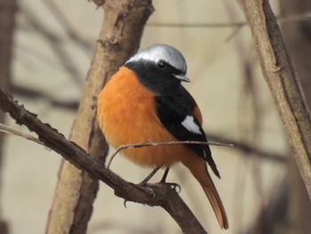 2024年3月26日(火) 京都御苑の野鳥観察記録