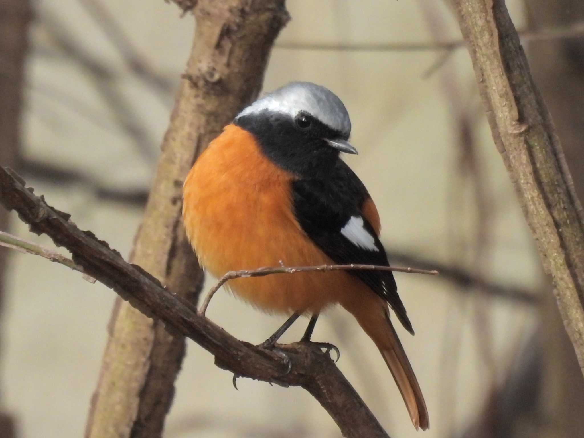 Photo of Daurian Redstart at Kyoto Gyoen by ゆりかもめ