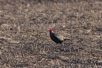 Fri, 3/15/2024 Birding report at Watarase Yusuichi (Wetland)