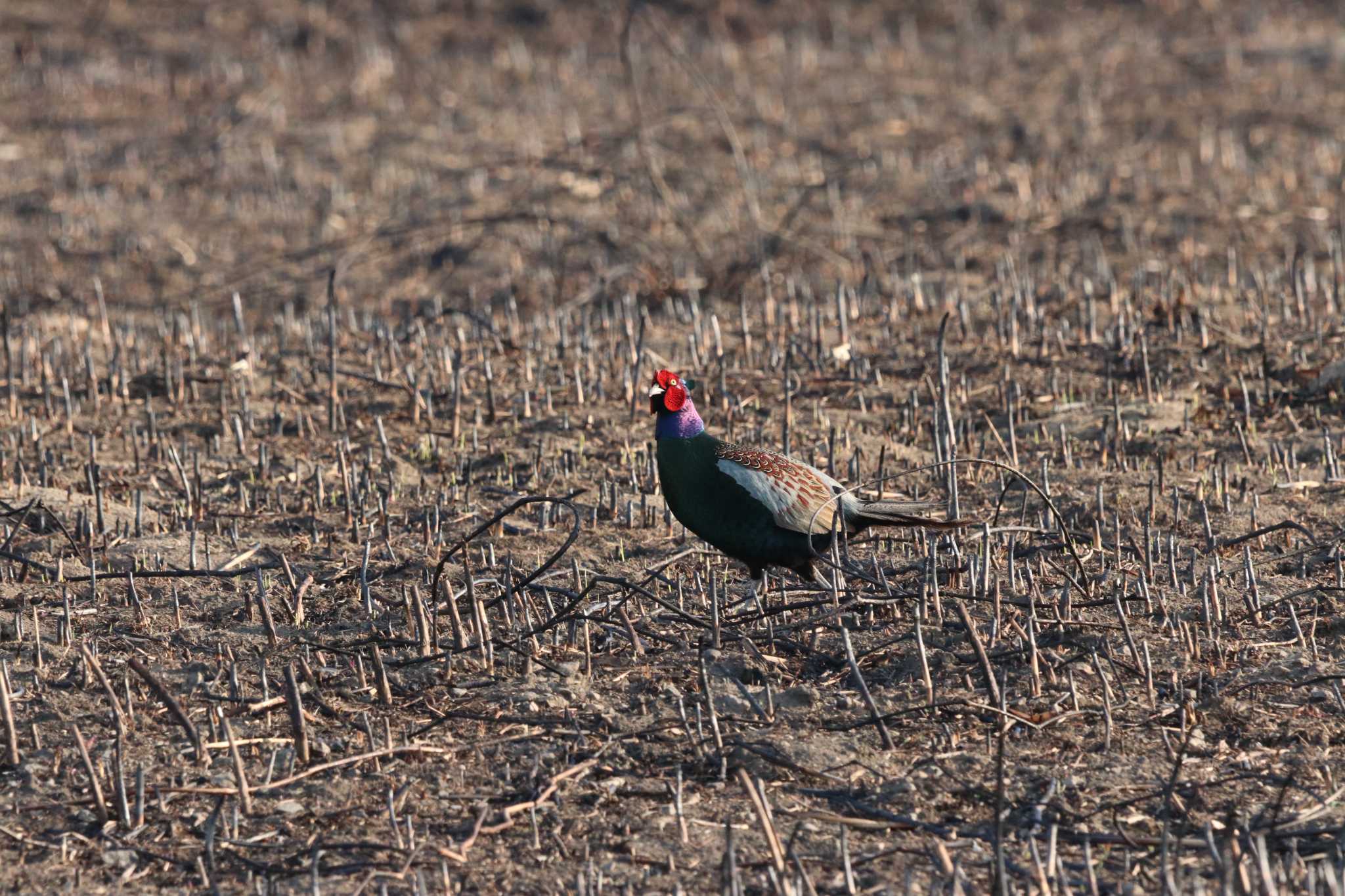 Photo of Green Pheasant at Watarase Yusuichi (Wetland) by バンケン