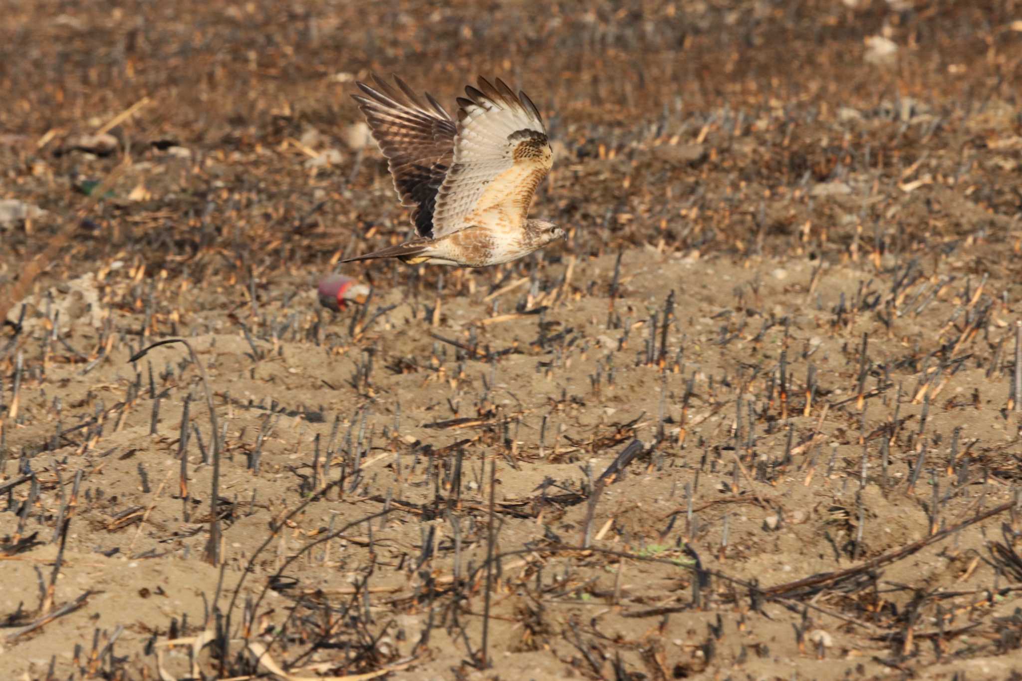 Eastern Buzzard