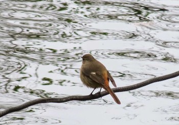 Daurian Redstart 丸池公園 Sat, 3/23/2024