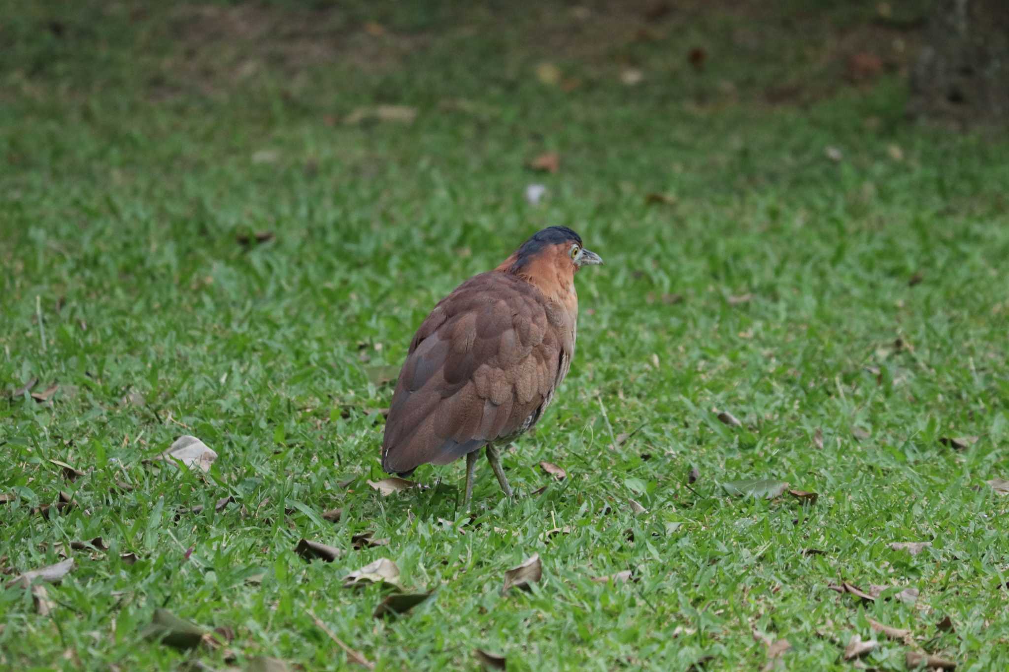 Photo of Malayan Night Heron at 中正紀念堂 by バンケン