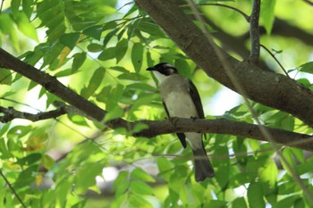 Light-vented Bulbul 関渡自然公園 Fri, 11/3/2023