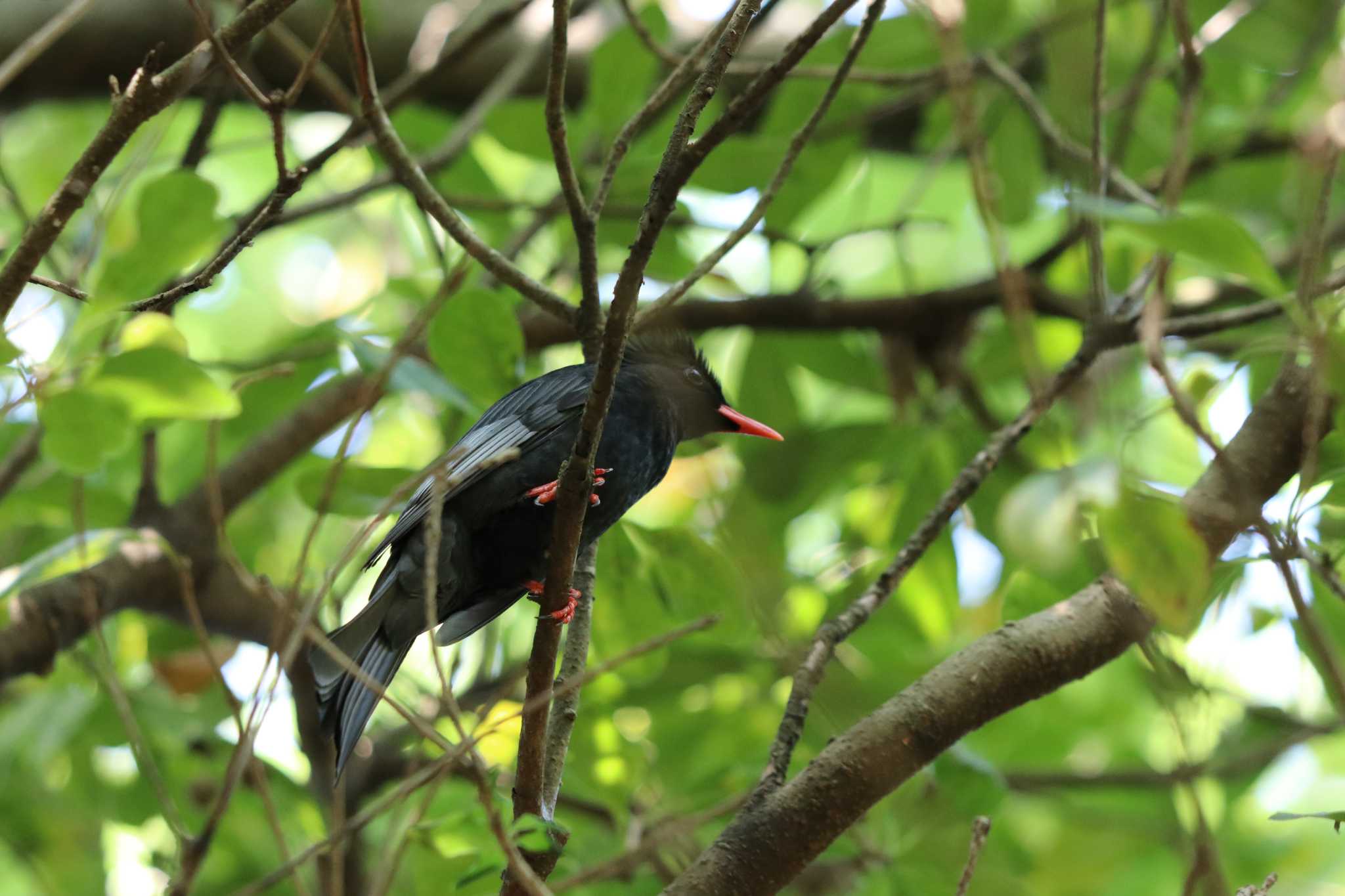 Photo of Black Bulbul at 関渡自然公園 by バンケン