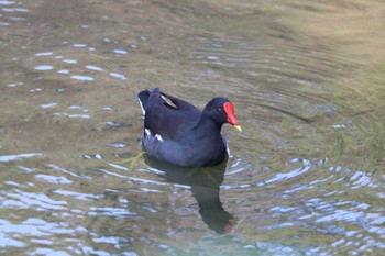 Common Moorhen 大安森林公園 Fri, 11/3/2023