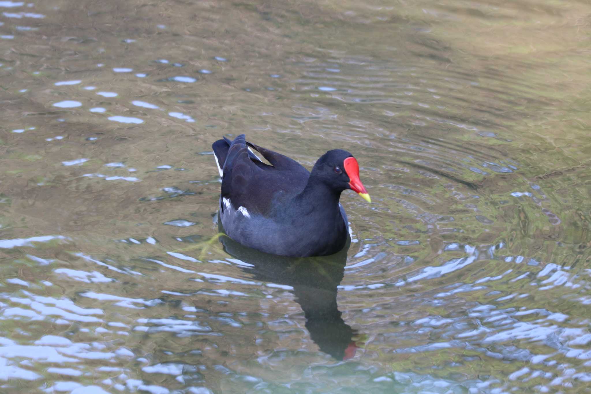 Photo of Common Moorhen at 大安森林公園 by バンケン