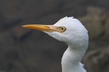 アマサギ 大安森林公園 2023年11月3日(金)