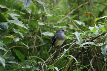 Oriental Magpie-Robin 大安森林公園 Fri, 11/3/2023