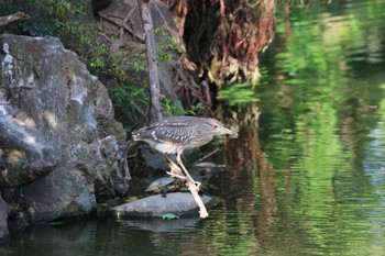 ゴイサギ 大安森林公園 2023年11月3日(金)