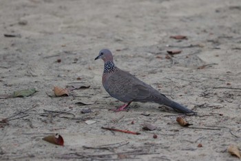 Spotted Dove 大安森林公園 Fri, 11/3/2023