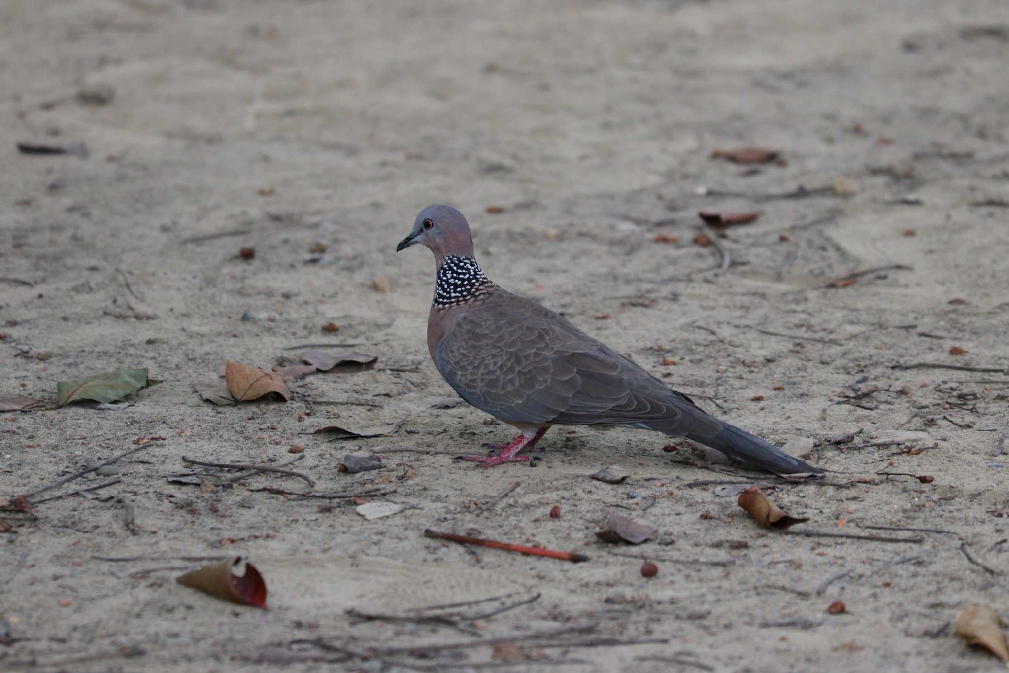 Photo of Spotted Dove at 大安森林公園 by バンケン