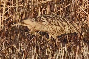 Eurasian Bittern Watarase Yusuichi (Wetland) Sat, 3/16/2024