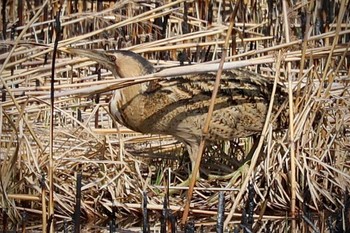 Eurasian Bittern Watarase Yusuichi (Wetland) Sat, 3/16/2024